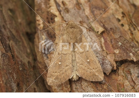 Detailed closeup on the white-point owlet moth, Mythimna albipuncta sitting on wood Detailed closeup on the white-point owlet moth, Mythimna albipuncta sitting on wood 107916083