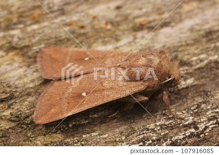 Detailed closeup on the white-point owlet moth, Mythimna albipuncta sitting on wood 107916085