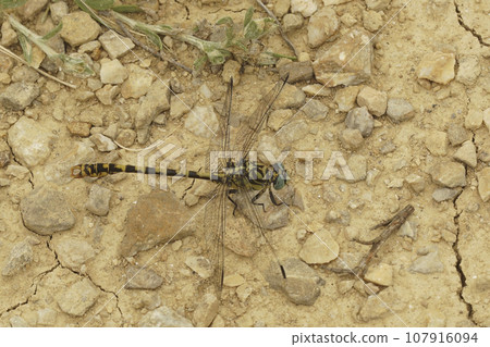Closeup on a male the small pincertail or green-eyed hook-tailed dragonfly, Onychogomphus forcipatus Closeup on a male the small pincertail or green-eyed hook-tailed dragonfly, Onychogomphus forcipatus 107916094