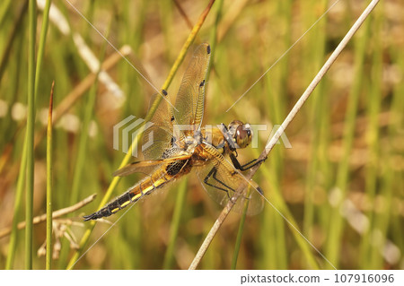 Closeup on a our-spotted chaser dragonfly, Libellula quadrimaculata, perched on a twig 107916096