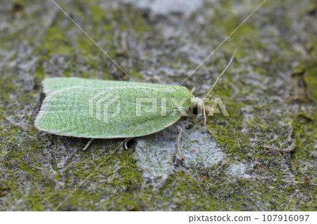 Closeup of a colorful small Green Oak Tortrix micro moth, Tortrix viridana on wood Closeup of a colorful small Green Oak Tortrix micro moth, Tortrix viridana on wood 107916097