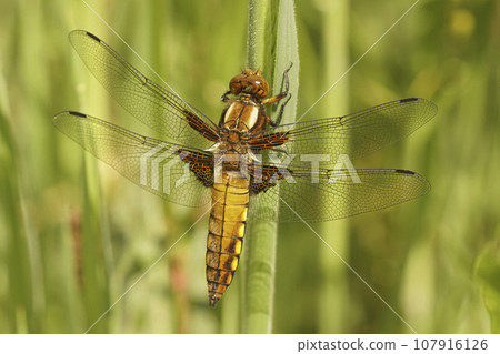 Detailed closeup on a female broad-bodied darter dragonfly, Libellula depressa hanging on a twig 107916126