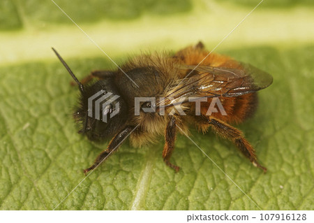 Closeup on a female red mason bee, Osmia rufa sitting on a green leaf 107916128