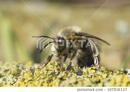 Detailed closeup on a hairy male hairy-footed flower bee, Anthophora plumipes sitting on wood Detailed closeup on a hairy male hairy-footed flower bee, Anthophora plumipes sitting on wood 107916137