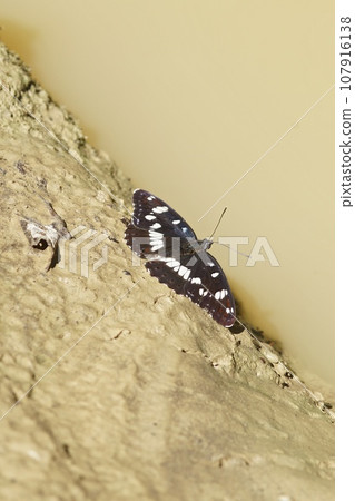 Closeup on a Mediterranean southern white admiral butterfly, Limenitis reducta, sitting at the border of a water puddle Closeup on a Mediterranean southern white admiral butterfly, Limenitis reducta, sitting at the border of a water puddle 107916138
