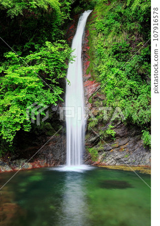 櫻花盛開的秩父華嚴瀑布 107916578