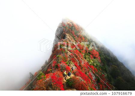 [愛媛郡] 天狗山（石鎚山）秋葉籠罩在霧中 107916679