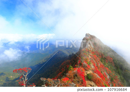 [愛媛郡] 天狗山（石鎚山）秋葉籠罩在霧中 107916684