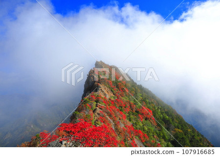 [愛媛郡] 天狗山（石鎚山）秋葉籠罩在霧中 107916685
