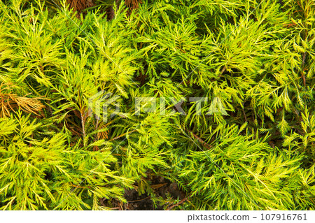 Juniper branch texture Juniper branch texture 107916761