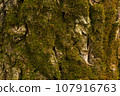 The texture of the bark of a tree overgrown with moss 107916763