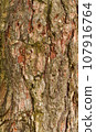 Tree bark texture pine 107916764