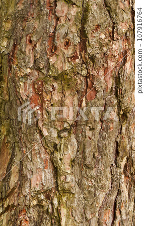 Tree bark texture pine Tree bark texture pine 107916764