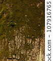 The texture of the bark of a tree overgrown with moss 107916765