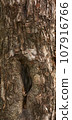Tree bark texture 107916766
