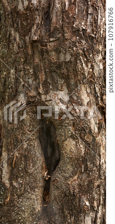 Tree bark texture Tree bark texture 107916766