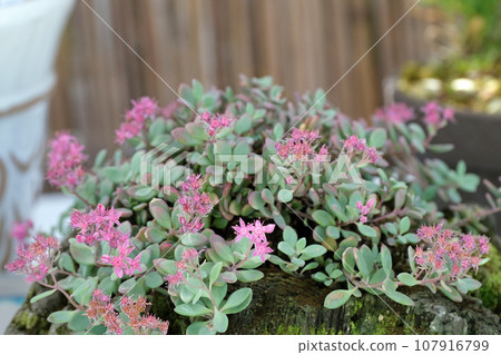 Hidaka Misebaya 107916799