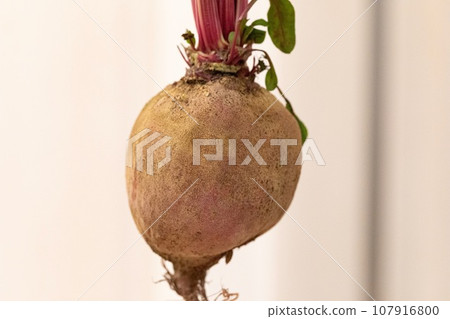 不使用農藥種植的甜菜 不使用農藥種植的甜菜 107916800