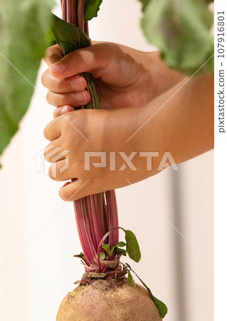 甜菜葉好長! 甜菜葉好長! 107916801