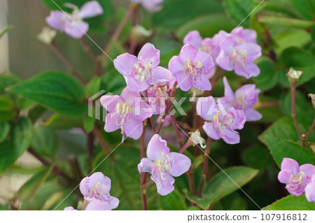 白花花 107916812