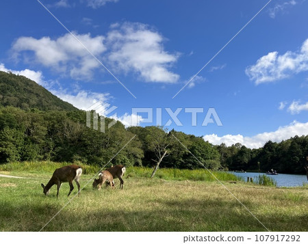 Deer eating grass on the shore of Lake Yuno_Nikko City, Tochigi Prefecture_Oku-Nikko_Lake Yunoko Deer eating grass on the shore of Lake Yuno_Nikko City, Tochigi Prefecture_Oku-Nikko_Lake Yunoko 107917292