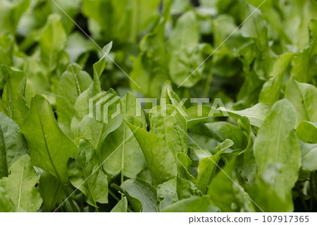 Green background from sorrel leaves. Leaves of sorrel closeup.  107917365