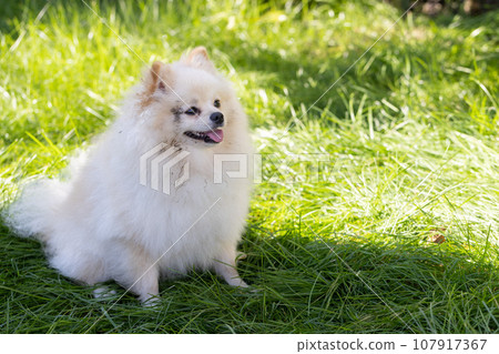 Dirty spitz sitting on the green grass in the garden. 107917367