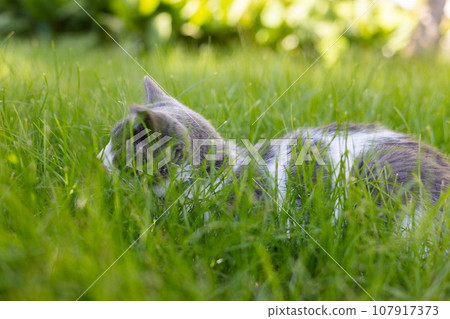 Cat sitting on the green grass. Cat hiding in the grass, hunting 107917373