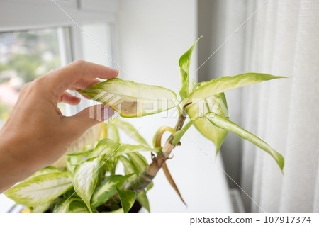 Dieffenbachia plant with brown spot leaf. Womans hand checking leaves of the plant. Closeup. 107917374