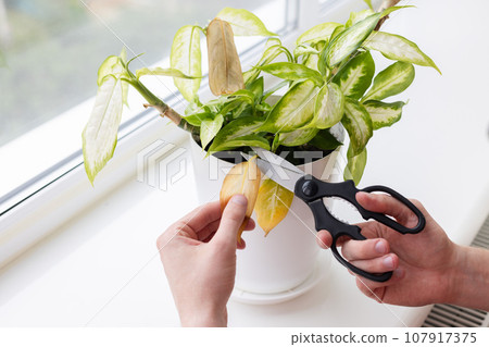 Mans hands cutting with scissors yellow leaves of dieffenbachia plant. Diseases of the plants. 107917375