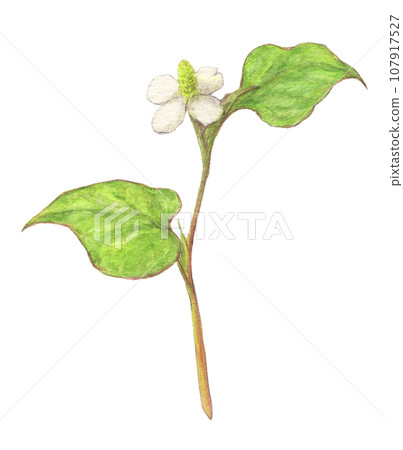 Dokudami herb watercolor pencil illustration 107917527