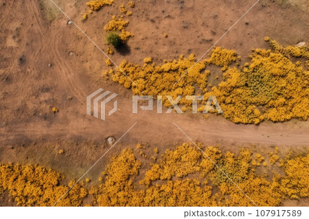 Top view of a dry field with small areas of blooming greenery 107917589