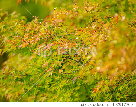 Maple leaves wet in the rain 107917760