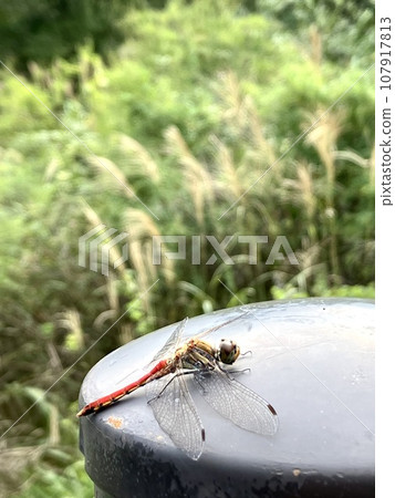 Red dragonfly_Akiakane_Odonataceae, genus Akane Red dragonfly_Akiakane_Odonataceae, genus Akane 107917813