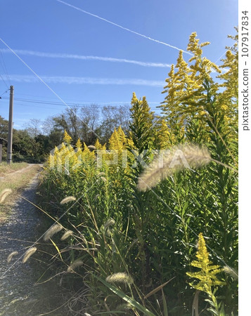 Goldenrod blooming on the bank Goldenrod blooming on the bank 107917834