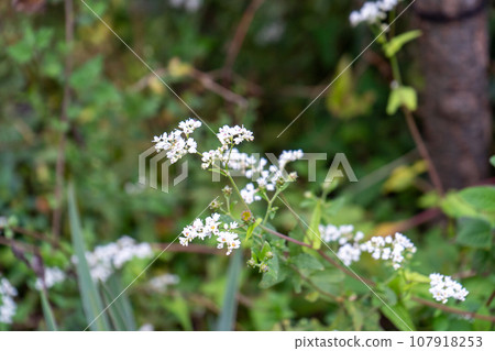 盛開無數小白花的尺知裡蕎麥 | 野花圖像 | 秋天圖像 盛開無數小白花的尺知裡蕎麥 | 野花圖像 | 秋天圖像 107918253
