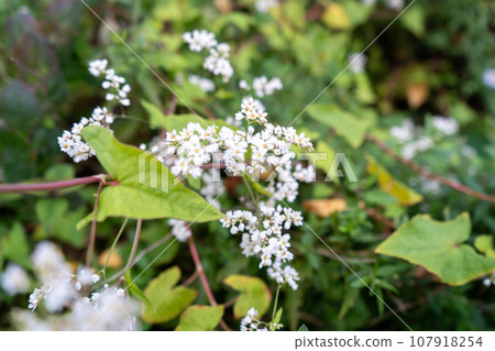 Shakuchirisoba, which blooms countless small white flowers | Wildflower image | Autumn image Shakuchirisoba, which blooms countless small white flowers | Wildflower image | Autumn image 107918254