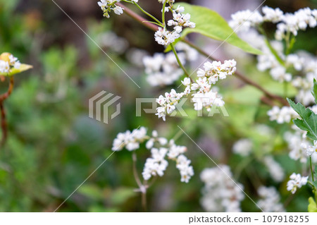 盛開無數小白花的尺知裡蕎麥 | 野花圖像 | 秋天圖像 盛開無數小白花的尺知裡蕎麥 | 野花圖像 | 秋天圖像 107918255