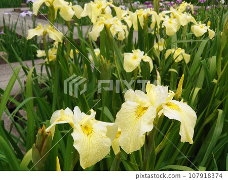 Landscape with irises (Iris Garden) 107918374