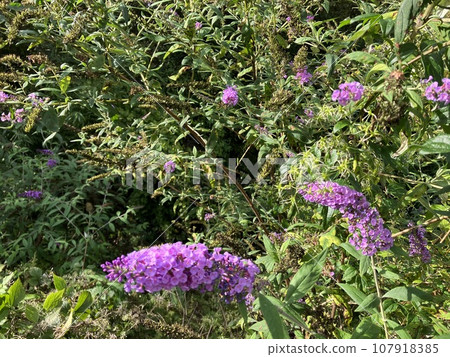 Small purple flowers_ Fusafujitsugi_ Fusato Soraki_ Budrea 107918385