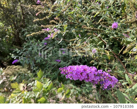 Small purple flowers_ Fusafujitsugi_ Fusato Soraki_ Budrea 107918386