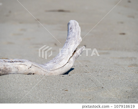 漂流木在沙灘上。 107918619