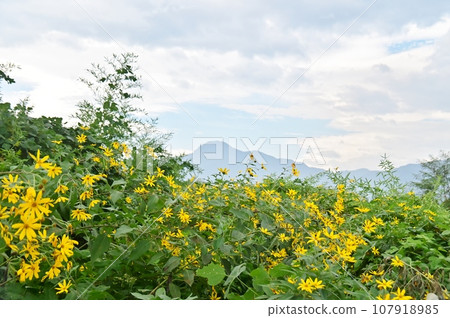 Jerusalem artichoke flowers in the riverbed field and Mt. Jerusalem artichoke flowers in the riverbed field and Mt. 107918985