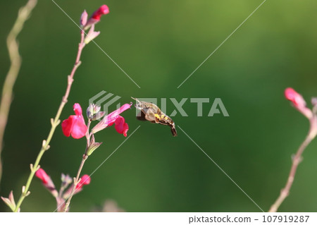 《平塚市/花園》天蛾與櫻花鼠尾草 《平塚市/花園》天蛾與櫻花鼠尾草 107919287