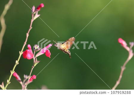 《平塚市/花園》天蛾與櫻花鼠尾草 《平塚市/花園》天蛾與櫻花鼠尾草 107919288