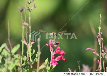 《Hiratsuka City/Flower Garden》 Hawk moth and cherry sage 《Hiratsuka City/Flower Garden》 Hawk moth and cherry sage 107919289