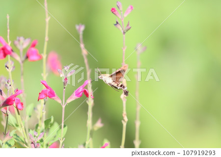 《Hiratsuka City/Flower Garden》 Hawk moth and cherry sage 《Hiratsuka City/Flower Garden》 Hawk moth and cherry sage 107919293