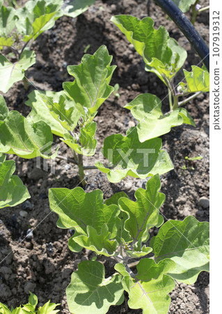 Eggplant seedlings in the garden. Planting seedlings in open ground. Eggplant seedlings in the garden. Planting seedlings in open ground. 107919312
