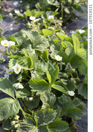 Strawberries growing under black film. Strawberry blossom. Blooming white strawberry bushes. 107919331