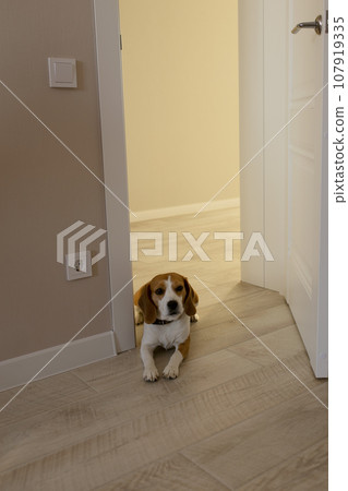 The beagle lies at the door of the house. The dog lies in the doorway and guards the house. The beagle lies at the door of the house. The dog lies in the doorway and guards the house. 107919335